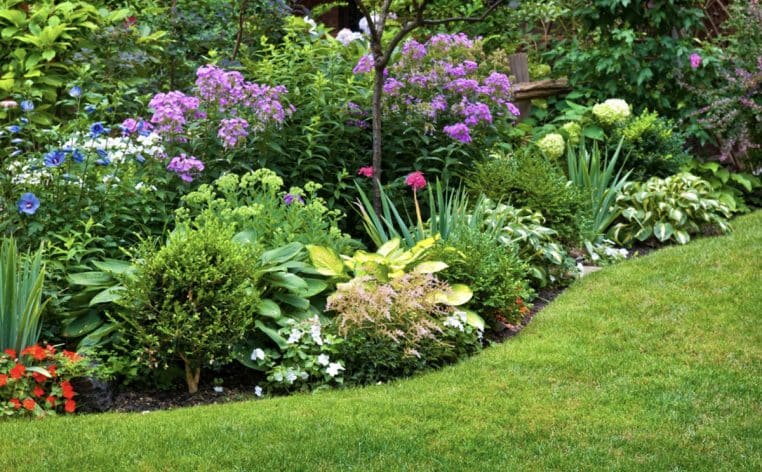 potager jardin plante