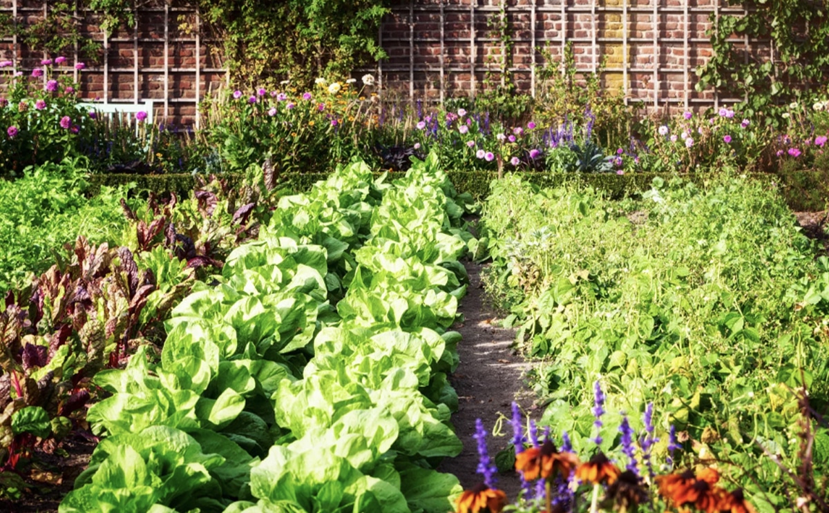 potager jardin plante