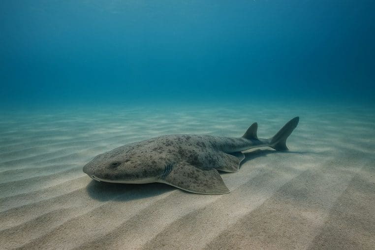 Ange de mer (Squatina squatina) posé sur un fond sableux ondulé, en eau claire de la Baie des Anges à Nice.