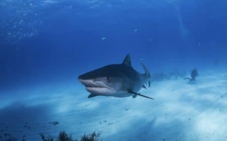 requin