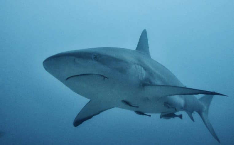 requin