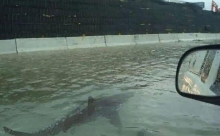 requin rue ouragan