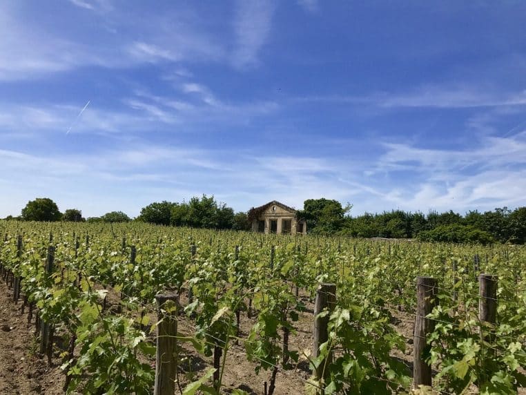 Vue large d’un vignoble de Saint-Émilion avec bâtiments de chai, rangs de vignes parallèles et ciel bleu lumineux
