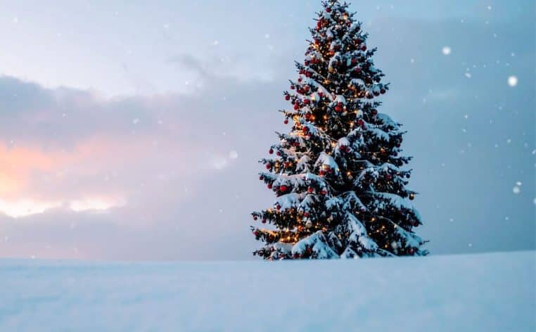 sapin de Noël Lidl actu