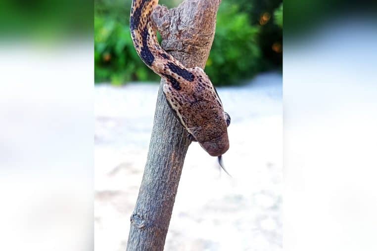 Tête d’une couleuvre asiatique vue de profil