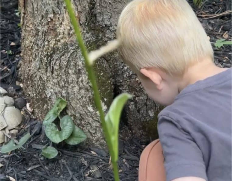 Garçon regarde trou dans l'arbre avec petit animal