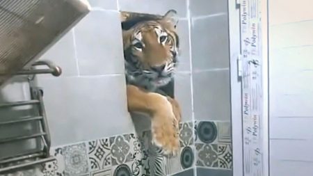 tigre douche