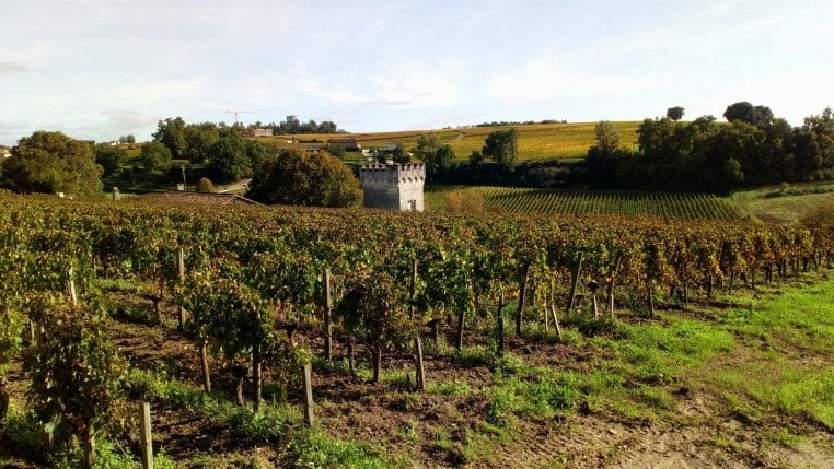 Vignes ondulantes de Saint-Émilion près de Bordeaux, rangs alignés sur coteaux verdoyants sous un ciel clair en fin de journée