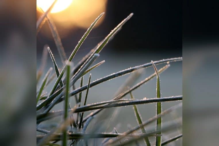 Herbe givrée éclairée par un soleil bas