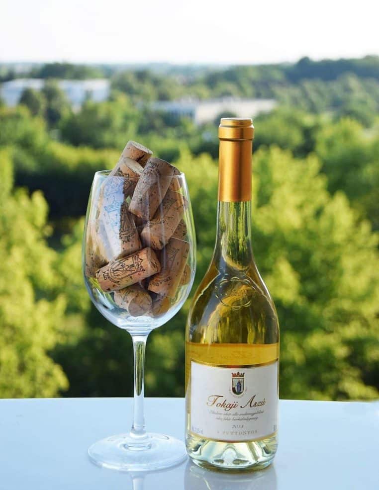 Gros plan d’un verre de vin blanc posé devant des vignes, arrière-plan de ceps et de feuilles au soleil