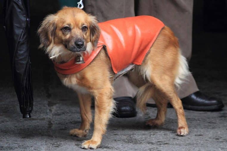 « Le fameux “chien saucisse” en tenue d’hiver.