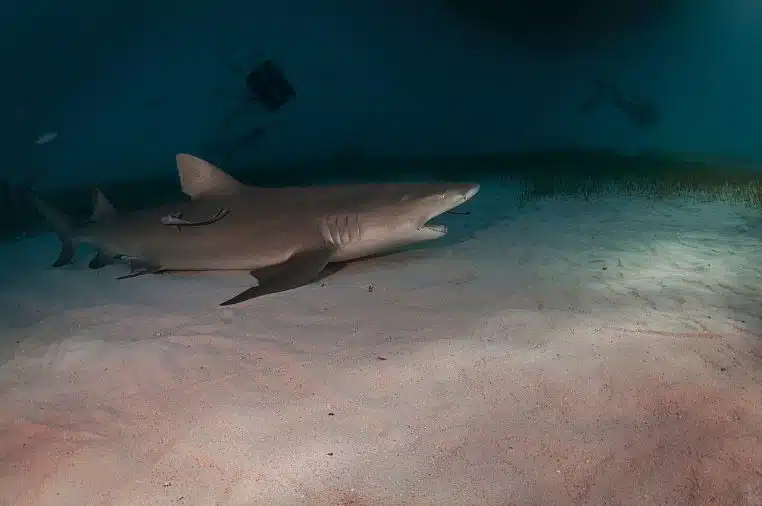 Requin-citron posé sur le fond sableux pendant qu’un rémora nettoie ses dents, scène sous-marine nette avec arrière-plan de corail.