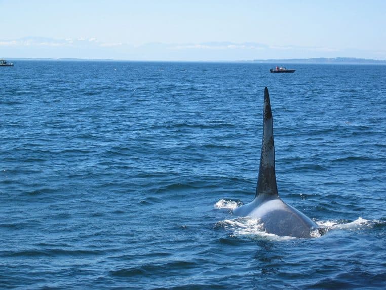 Orque mâle s’approchant d’un bateau d’observation dans le détroit de Juan de Fuca, aileron imposant.