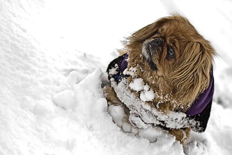 Chien de taille moyenne assis dans la neige, manteau et bonnet tricoté, illustrant une protection hivernale renforcée dans un paysage d’hiver.