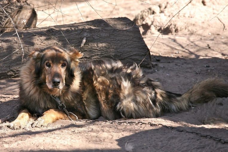 Portrait serré d’un chien âgé brun tacheté de blanc, regard profond et expressif, arrière-plan flou verdoyant.