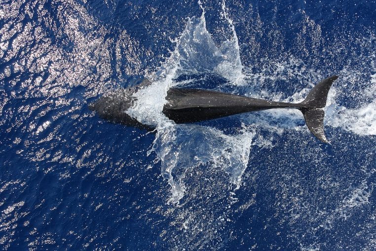 Un grand dauphin perce la surface dans une gerbe d’écume, photographié du dessus au large, eau d’un bleu soutenu et texture scintillante.