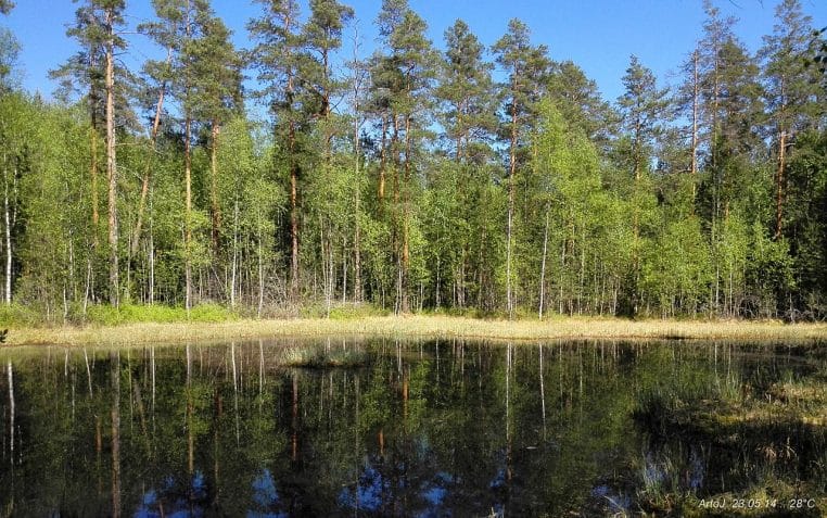 Petit étang au cœur d’une forêt finlandaise, bordé d’arbres verts et de rochers, lumière douce évoquant une promenade paisible et ressourçante.