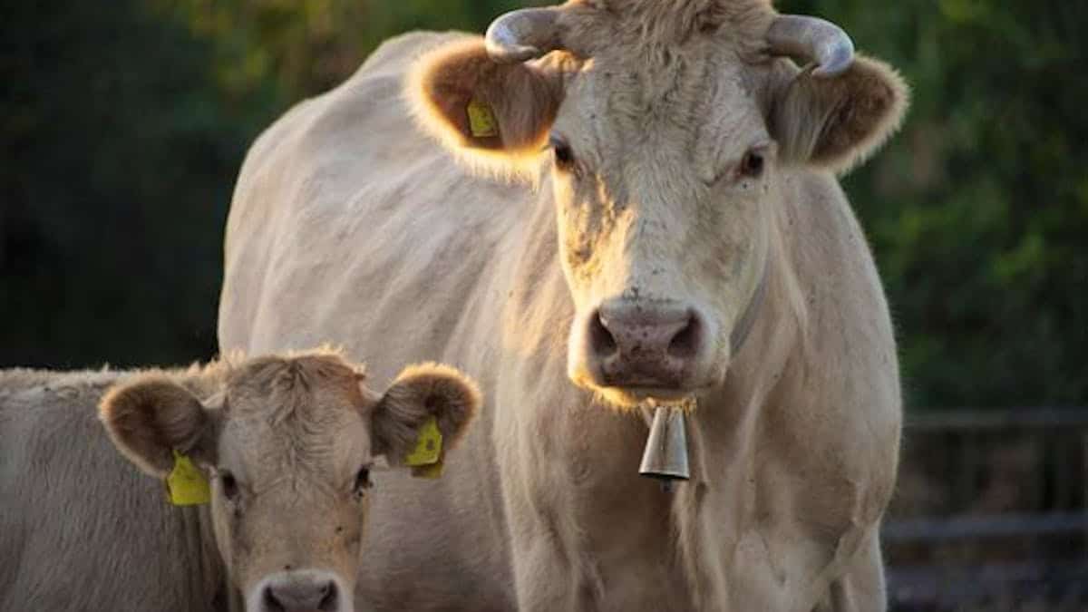 Adolescents Vache ecorche