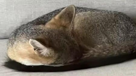 Animal-Chat-Renard