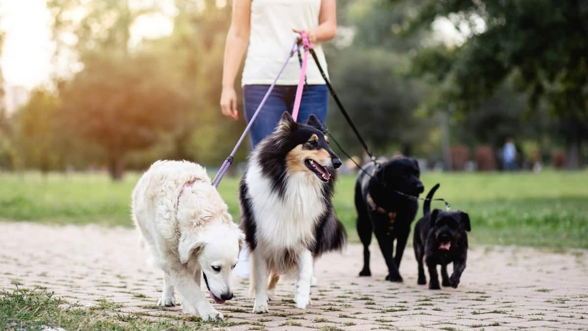 Animaux Compagnie Promenade