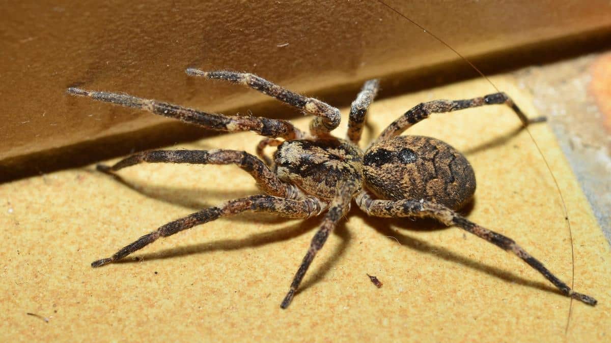 Araignee Vampire France