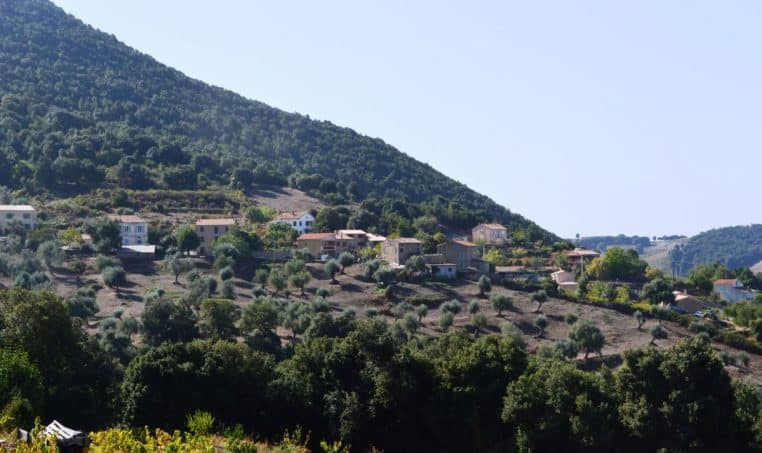 Vue panoramique du village d’Arro perché sur les pentes boisées, maisons dispersées au milieu des oliviers et du maquis corse.