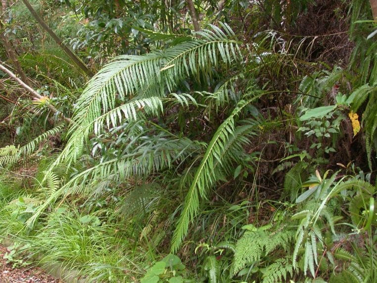 Vue de Blechnum orientale en sous-bois tropical, montrant plusieurs frondes vertes bien développées qui illustrent l’aspect de la fougère étudiée pour la concentration de terres rares.