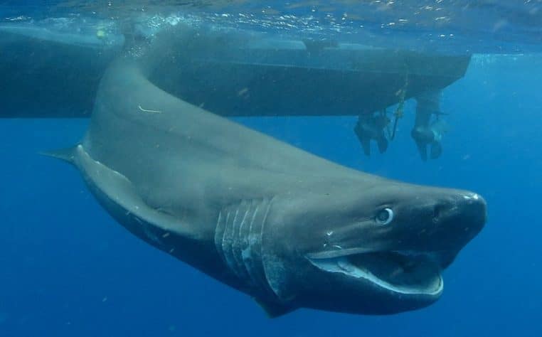 Requin à six branchies filmé en pleine eau, silhouette sombre glissant dans le bleu profond d’un océan calme, vu de profil sous la surface.