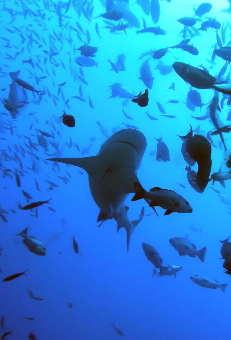 Requin bouledogue évoluant au-dessus d’un fond sableux, éclairage naturel, nageoires pectorales étendues.
