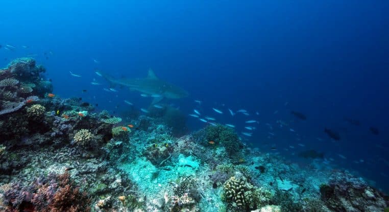 Requin bouledogue glissant au-dessus d’un récif corallien coloré, entouré de petits poissons dans une eau bleu profond.