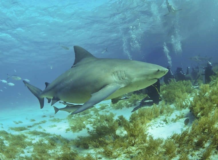 Gros plan d’un requin bouledogue à Tiger Beach, Bahamas, évoluant au-dessus du sable, bouche entrouverte.