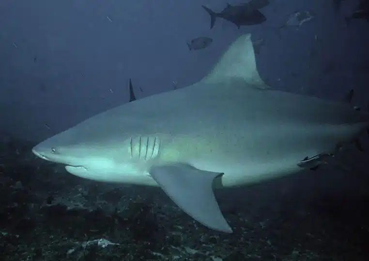 Requin bouledogue adulte en pleine eau à Beqa Lagoon, Fidji, photographié de profil en lumière naturelle, nageoire dorsale bien visible.