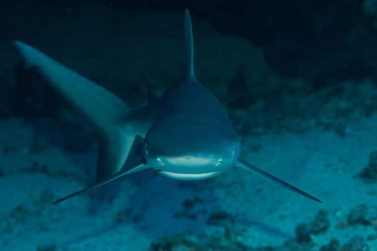 Requin gris Carcharhinus amblyrhynchos en milieu marin, gros plan illustrant la famille des requins requiem.