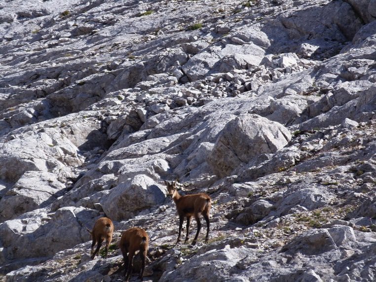 Trois chamois bruns se déplacent sur un éboulis rocheux escarpé au pied du pic Vihren dans le massif de Pirin en Bulgarie