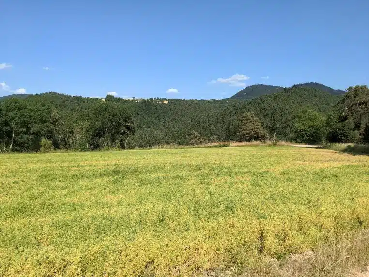Champ de lentilles vertes peu avant la récolte en Haute-Loire, montrant des rangées régulières sous un ciel clair, symbole d’une production française de qualité.
