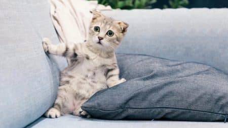 Chats Divorce Accord