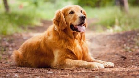 Chien Remede Longevite