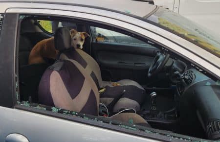 Chien enfermé dans une voiture pendant une semaine à Marseille