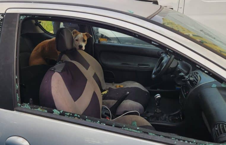 Chien enfermé dans une voiture pendant une semaine à Marseille
