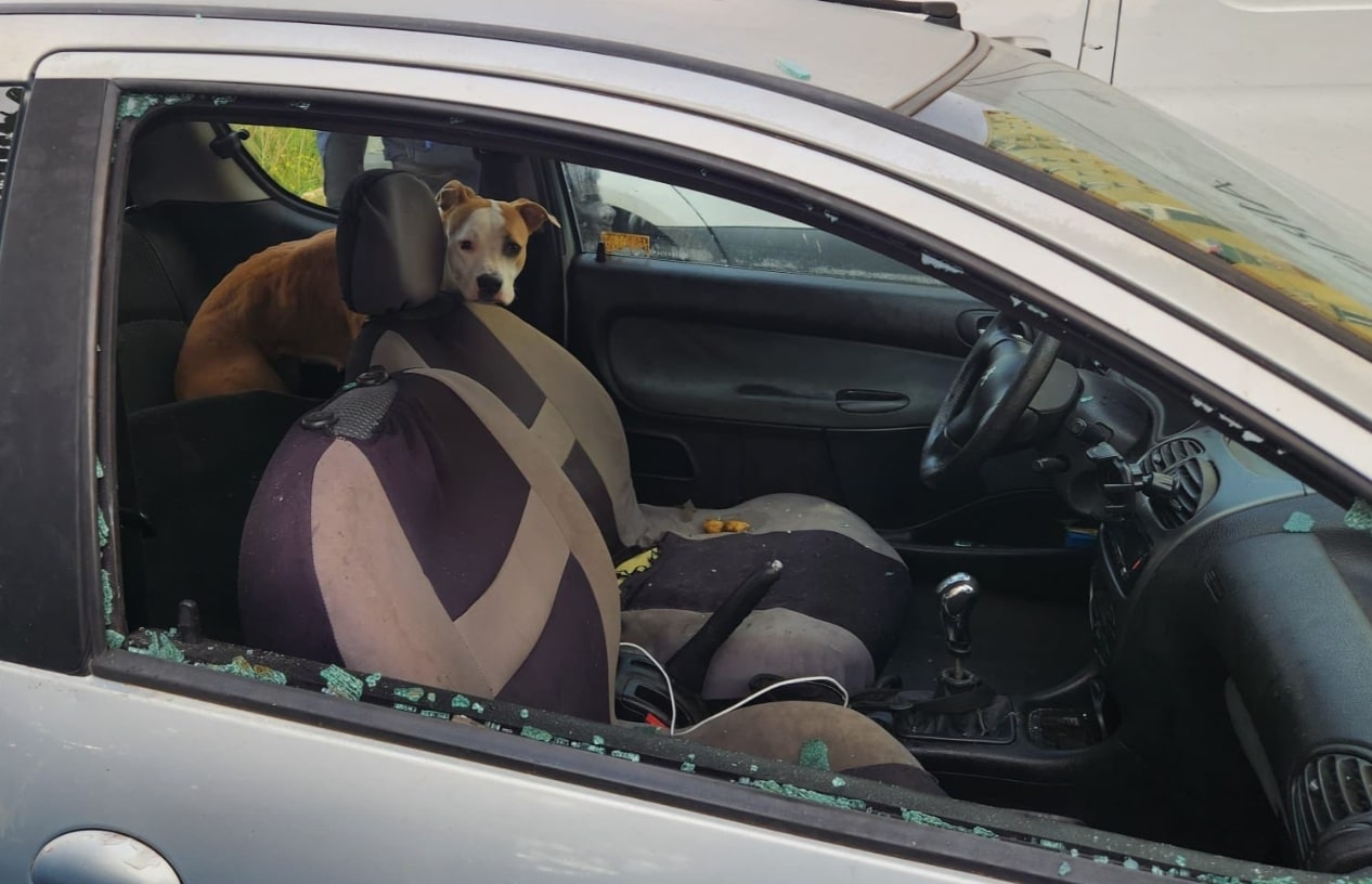 Chien enfermé dans une voiture pendant une semaine à Marseille