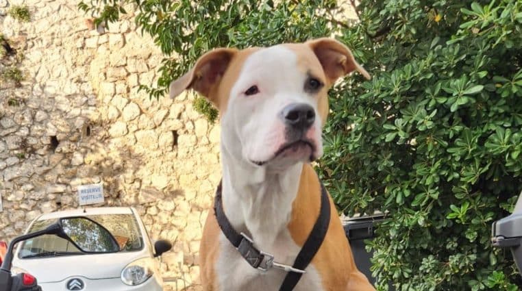 Chien enfermé dans une voiture pendant une semaine à Marseille