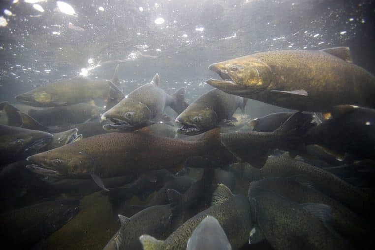 Plusieurs saumons chinook adultes serrés dans une rivière, photographiés en pleine remontée du courant vers leur frayère.
