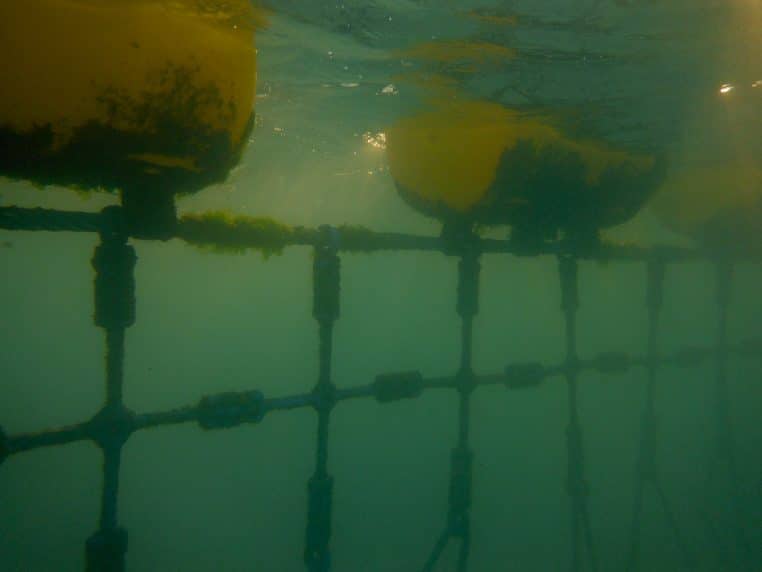 Vue sous-marine d’un filet de baignade retenu par de gros flotteurs jaunes, formant une barrière protectrice dans une eau verdâtre
