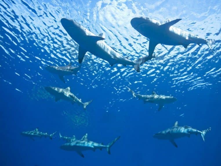 Groupe de requins nageant près de la surface vue depuis les profondeurs, silhouettes éclairées par la lumière du soleil à travers l’eau.