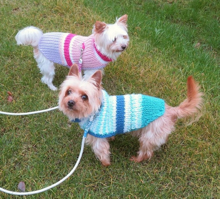 Petit chien en laisse portant un pull d’hiver rose et magenta lors d’une balade, pris en plan horizontal en extérieur.