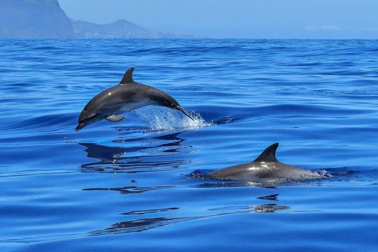 Deux dauphins évoluent dans une mer très bleue, l’un émergeant en saut courbe, l’autre visible par son aileron dorsal.