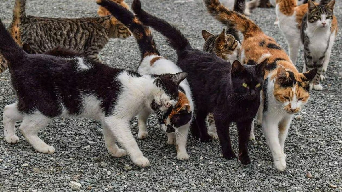 Femme Maltraitance-Chats-Appartement