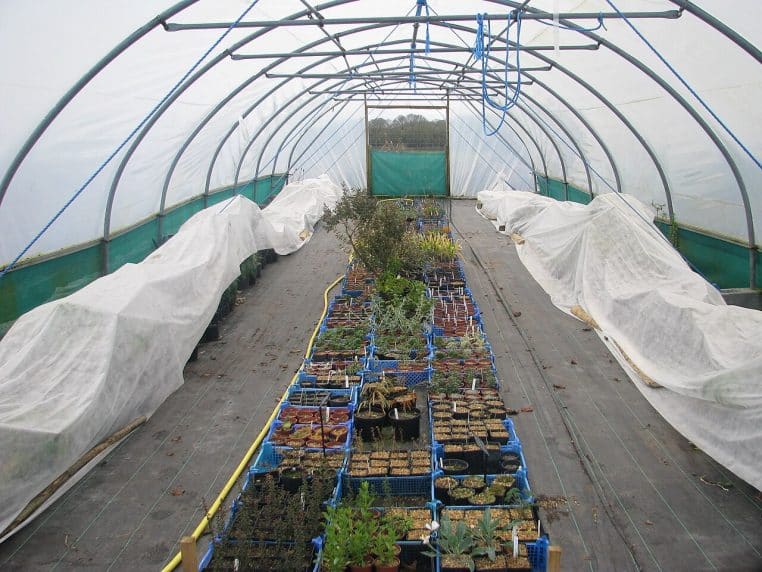 Serre doublée d’un voile d’hivernage formant une tente respirante pour abriter les plantes sensibles du gel.