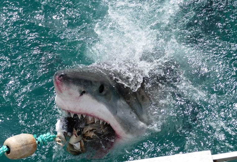 Grand requin blanc bondissant vers un leurre de poisson à Gansbaai, Afrique du Sud, surface éclaboussée.