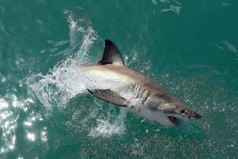 Grand requin blanc vu de trois-quarts, nageant près de la surface au large de Gansbaai, Afrique du Sud.